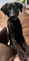 Charley