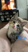 Chloe