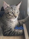 Apollo
