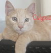 Calypso