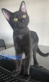 Artemis