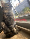 Rosetta