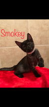 Smokey