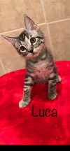 Luca