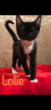 Lollie