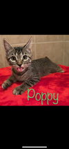 Poppy