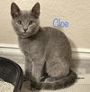 Cloe