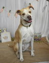 adoptable Dog in Fort Collins, CO named Tallulah