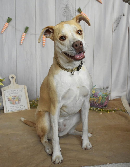 TALLULAH - Pointer available for adoption
