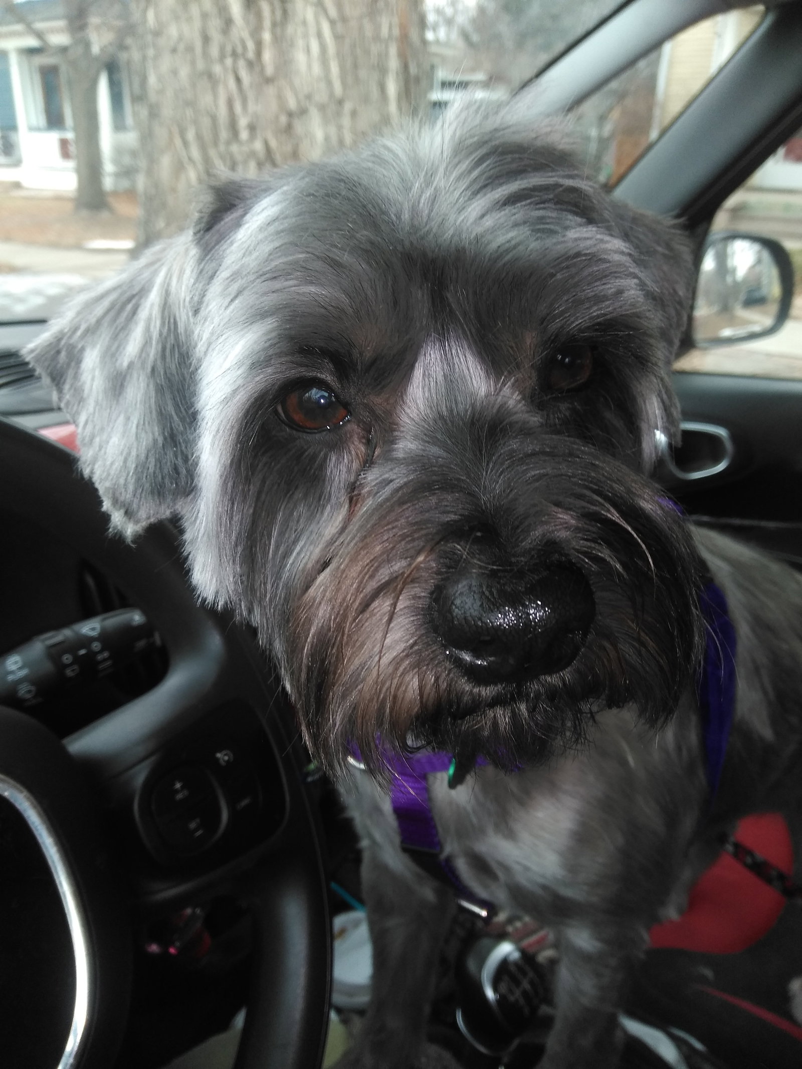 Dog for Adoption Waffles, a Terrier in Loveland, CO Alpha Paw