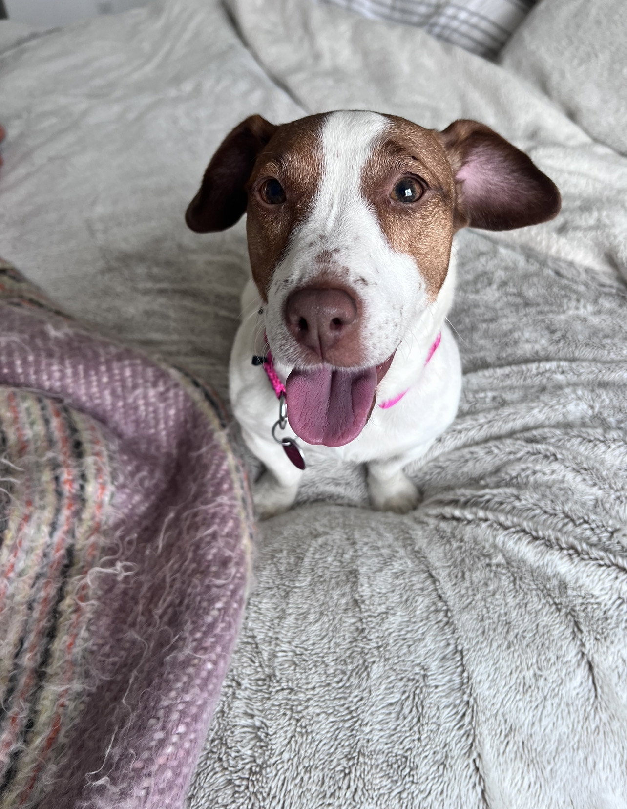 Dog for Adoption Daisy, a Jack Russell Terrier in Estes Park, CO