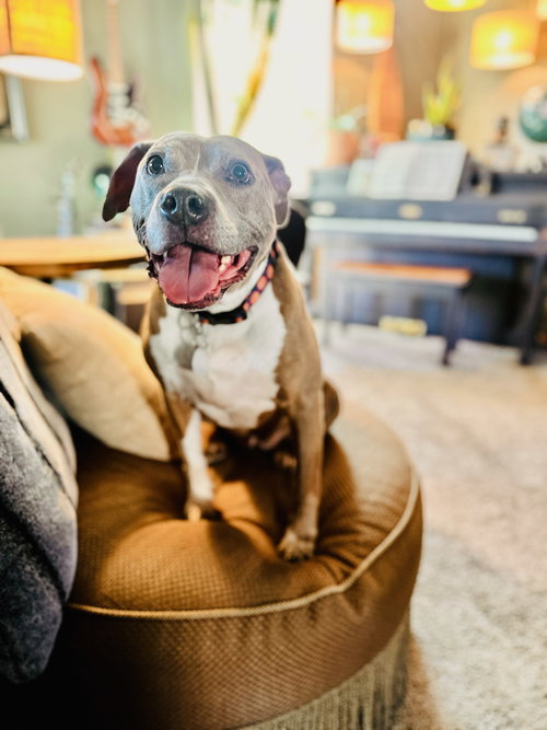 COCO - Pit Bull Terrier available for adoption