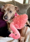 Coco - Photo 9