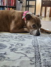Coco - Photo 2