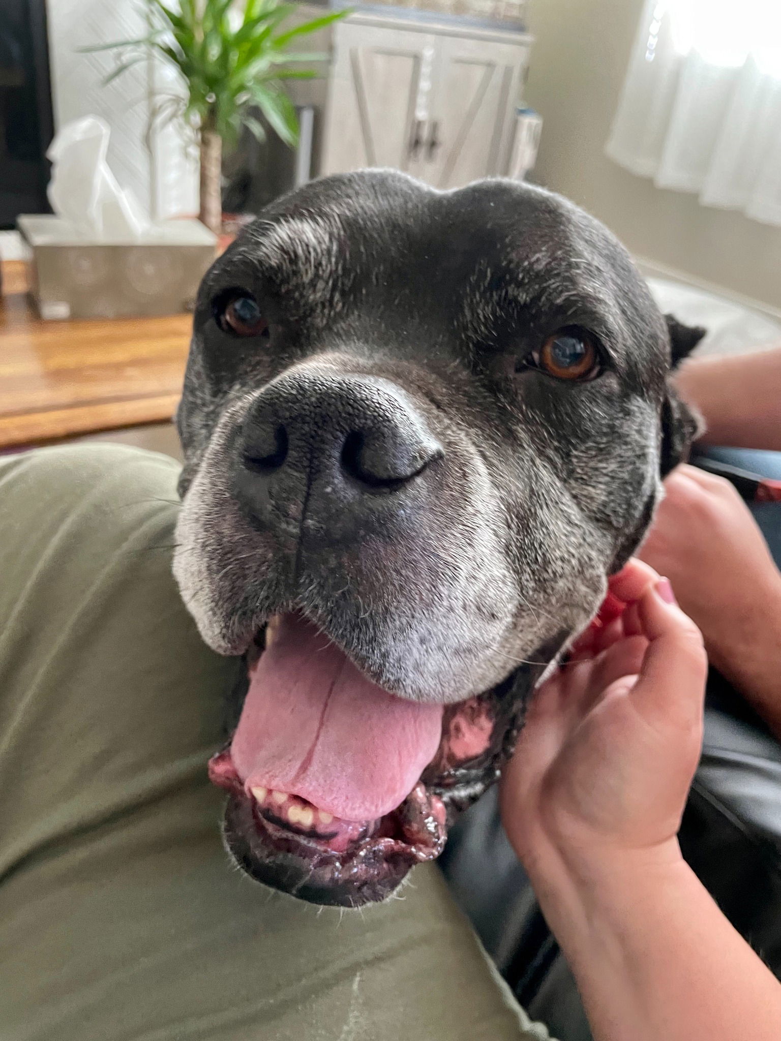 Dog for Adoption - Cliff, a Cane Corso Mastiff in Loveland, CO | Alpha Paw