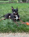 adoptable Dog in Fort Collins, CO named Bella Donna