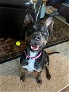 adoptable Dog in fort collins, CO named Bella Donna