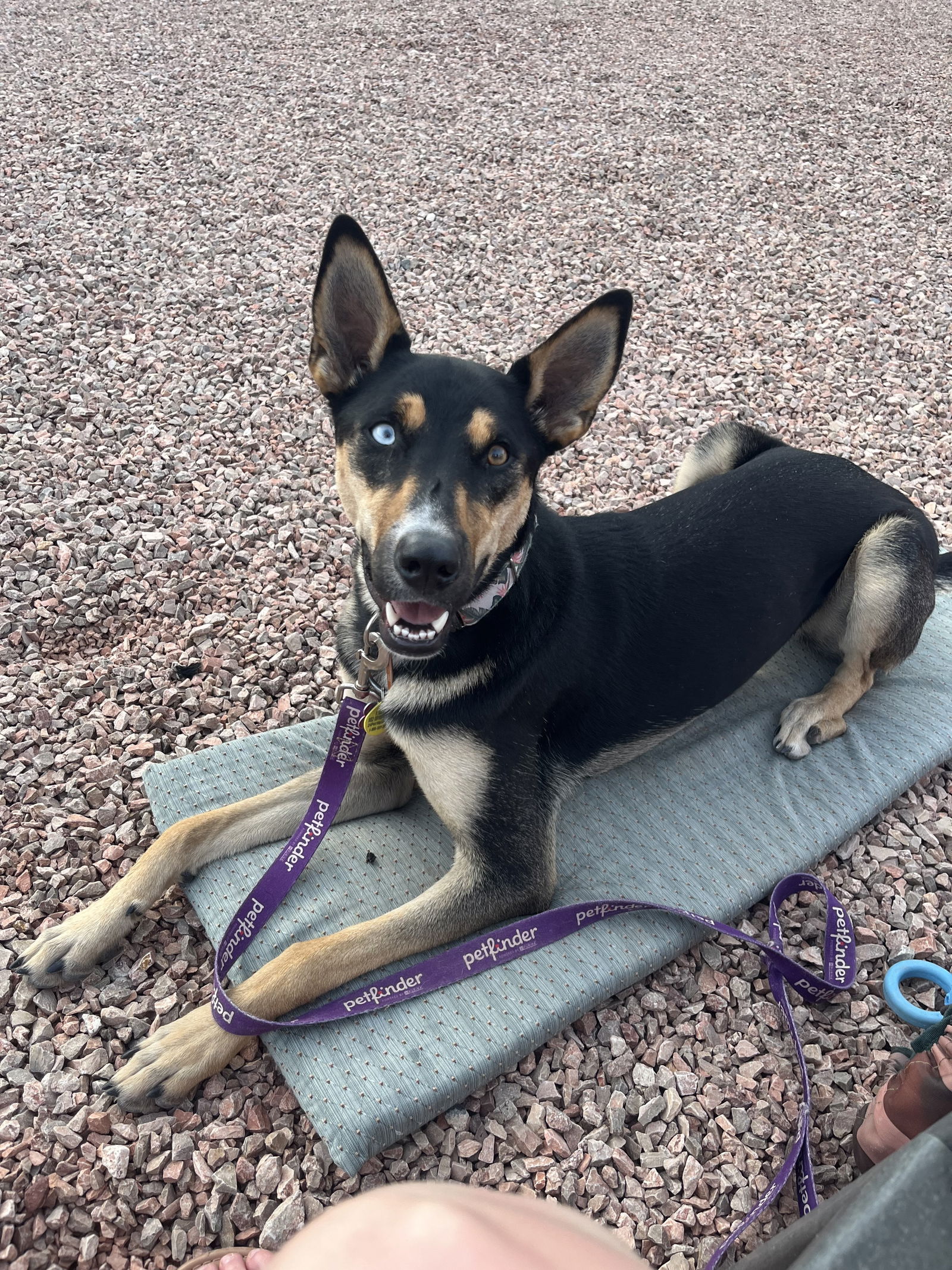 adoptable Dog in Fort Collins, CO named Stiorra