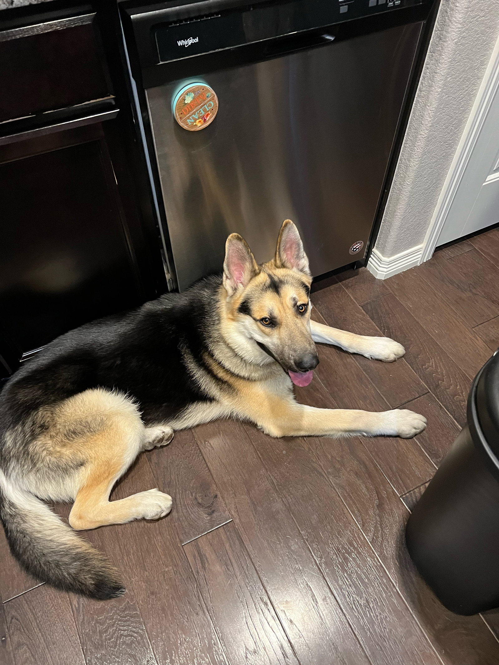 Dog adoption in Fort Collins, CO 80524 German Shepherd Dog / Akita