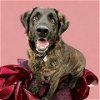 adoptable Dog in fort collins, CO named Barney
