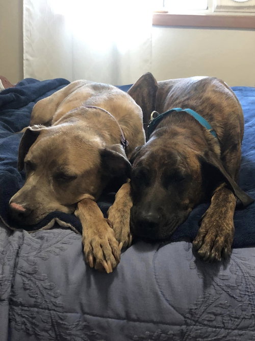DARYL - Plott Hound available for adoption