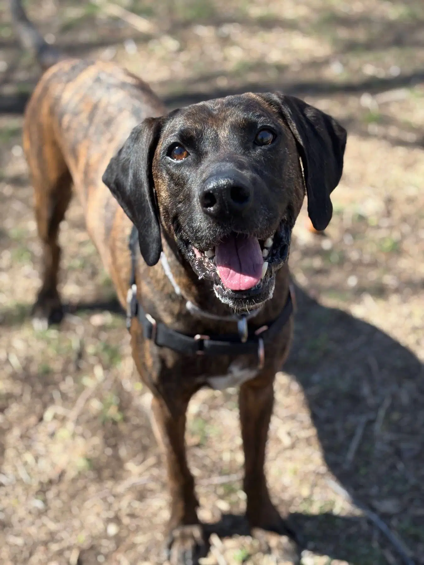 Daryl - Plott Hound