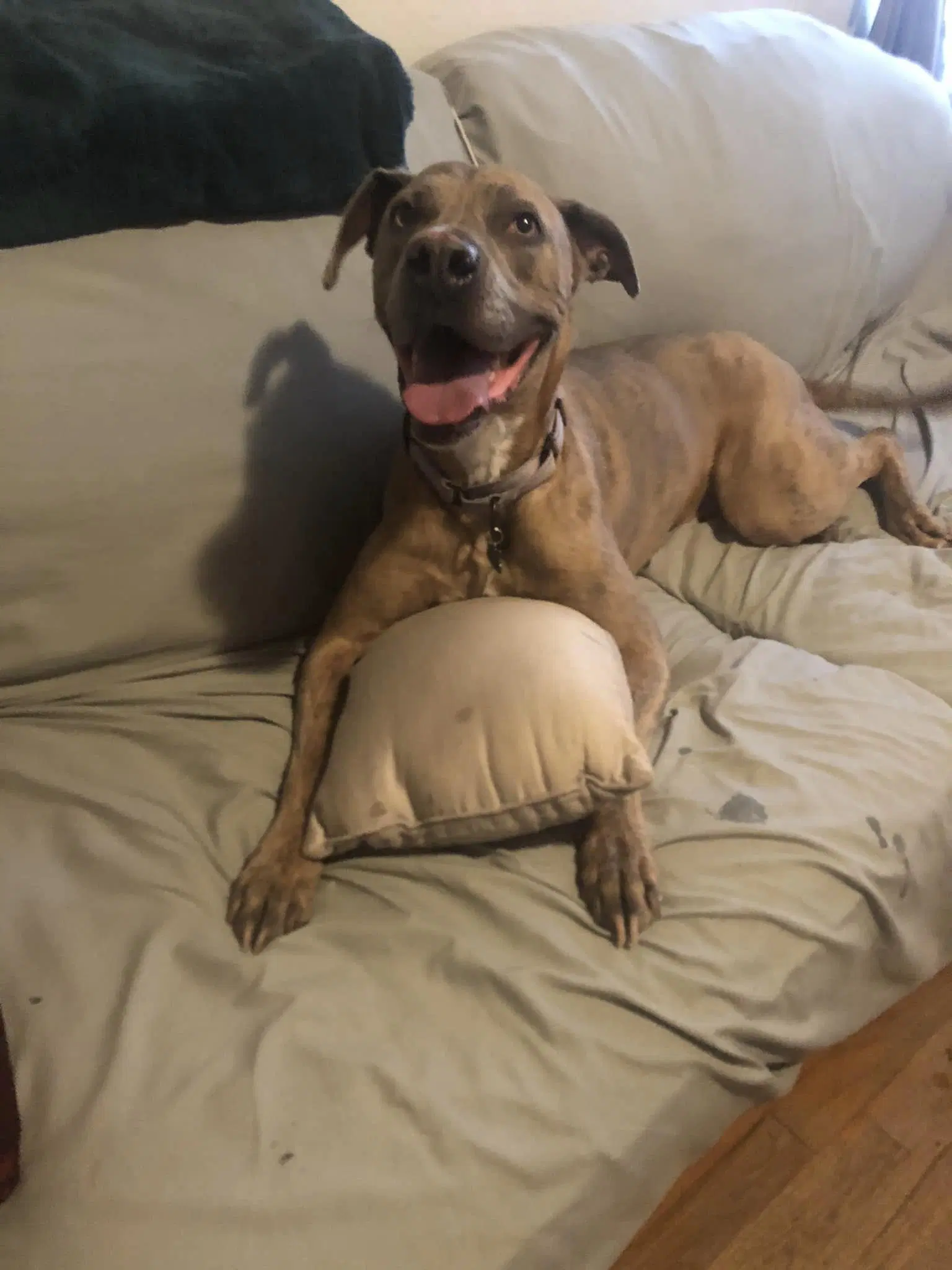Jessie image 3