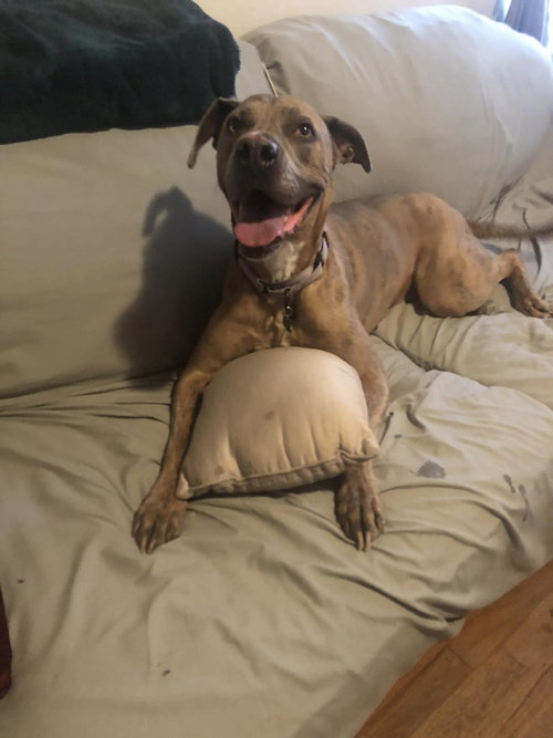 JESSIE - Weimaraner available for adoption