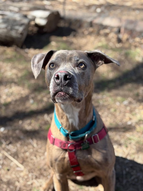 JESSIE - Weimaraner available for adoption