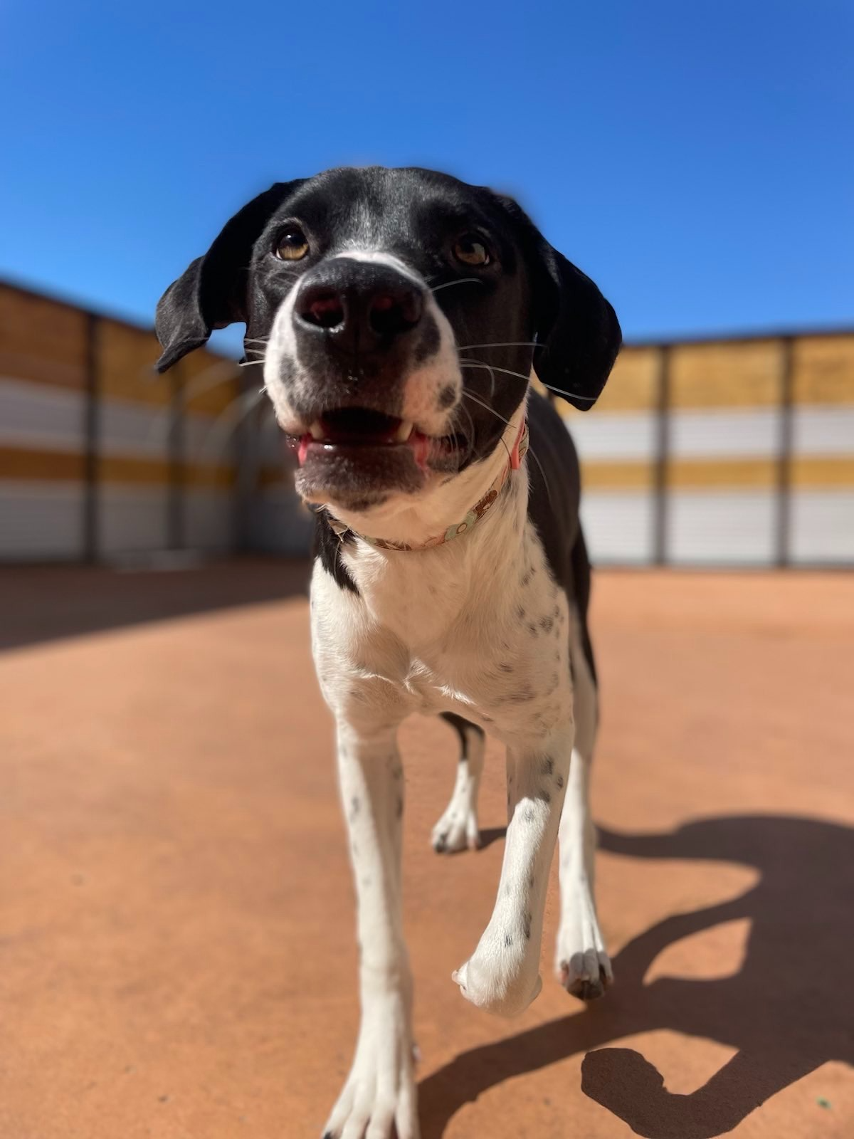 adoptable Dog in Fort Collins, CO named Junimo