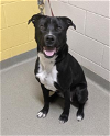 adoptable Dog in , CO named Leopold