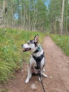 adoptable Dog in Fort Collins, CO named Apollo