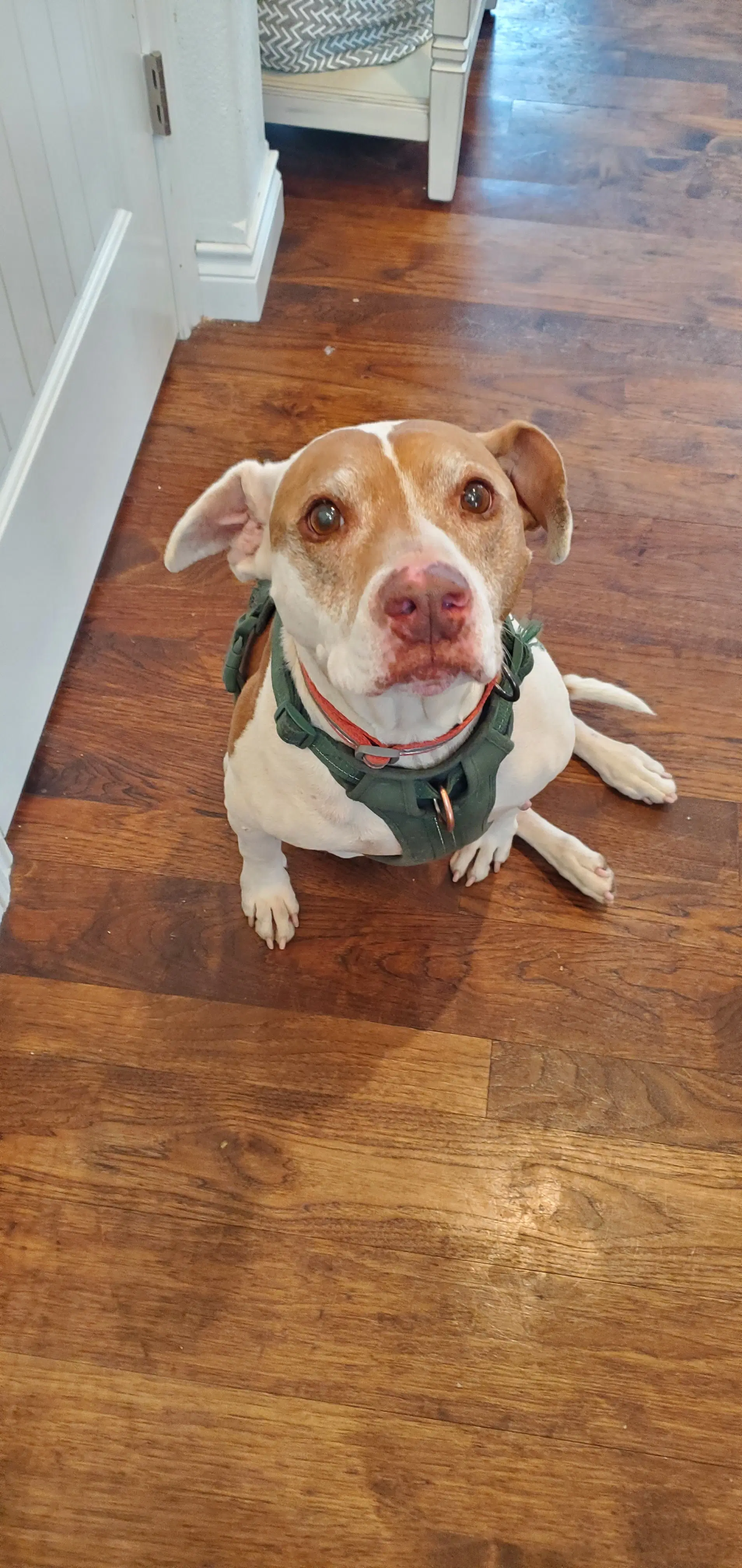 Bentley - Pit Bull Terrier