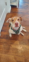 adoptable Dog in Fort Collins, CO named Bentley