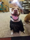 Bentley - Photo 2