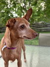 adoptable Dog in Fort Collins, CO named Chicken