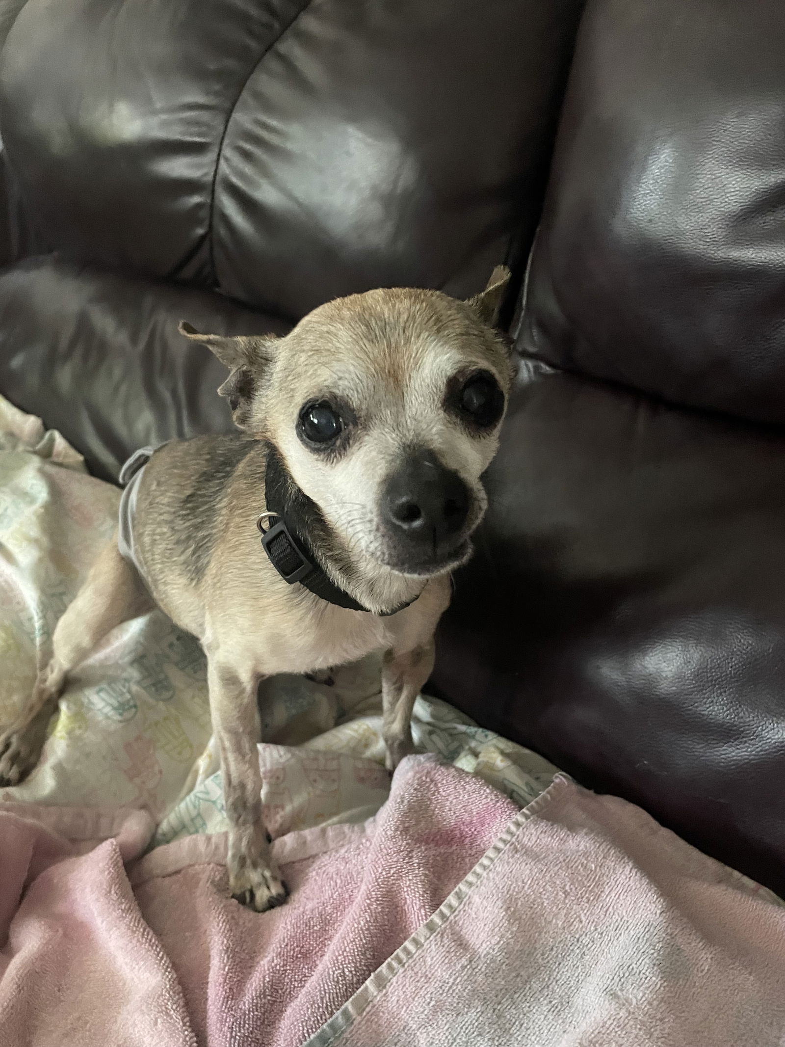 adoptable Dog in Fort Collins, CO named Newton