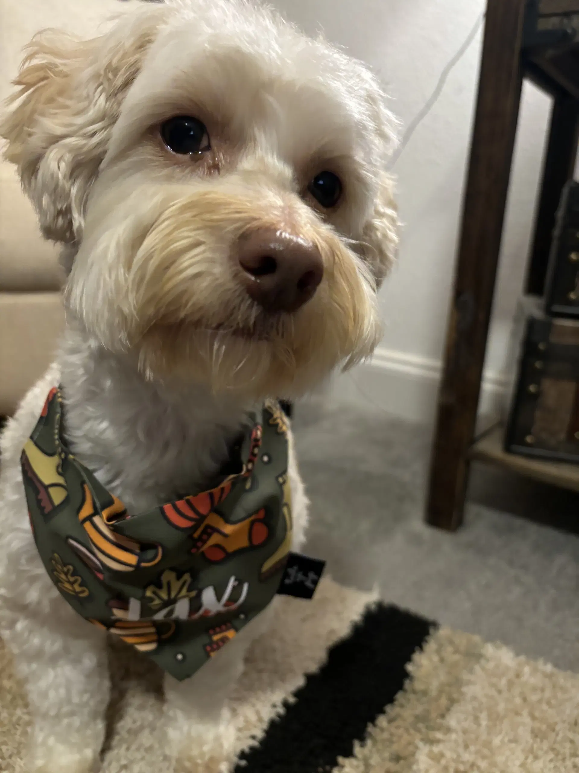 Jax - Poodle (Miniature)