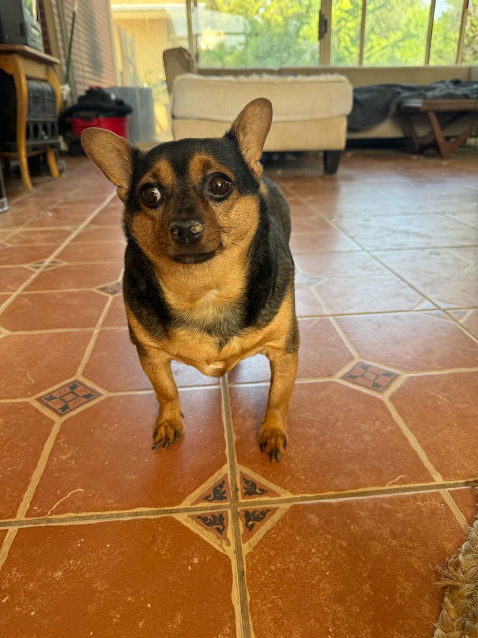 adoptable Dog in Fort Collins, CO named Biggie Smalls