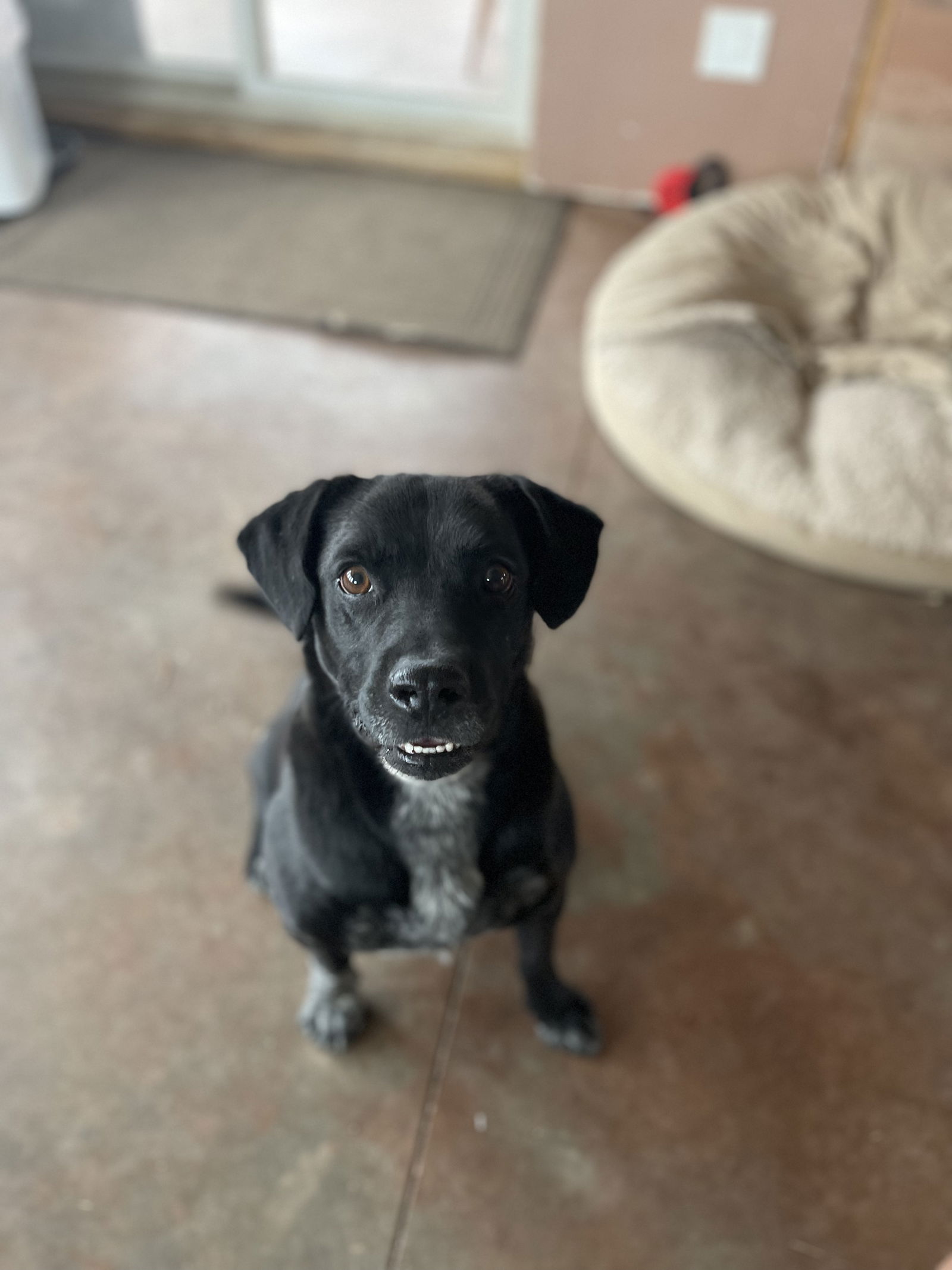 adoptable Dog in Fort Collins, CO named Otter