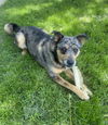 adoptable Dog in Fort Collins, CO named Kyah