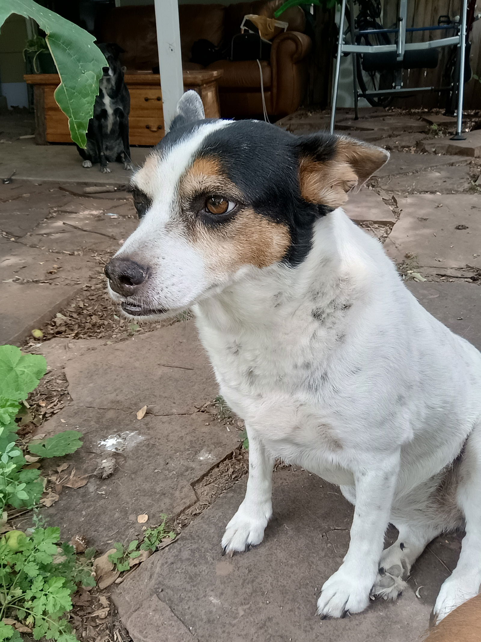 adoptable Dog in Fort Collins, CO named Maddie