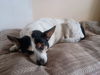 adoptable Dog in Fort Collins, CO named Maddie