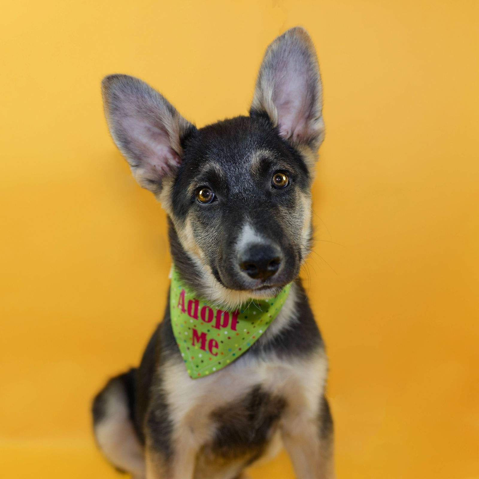 adoptable Dog in Fort Collins, CO named Balsam