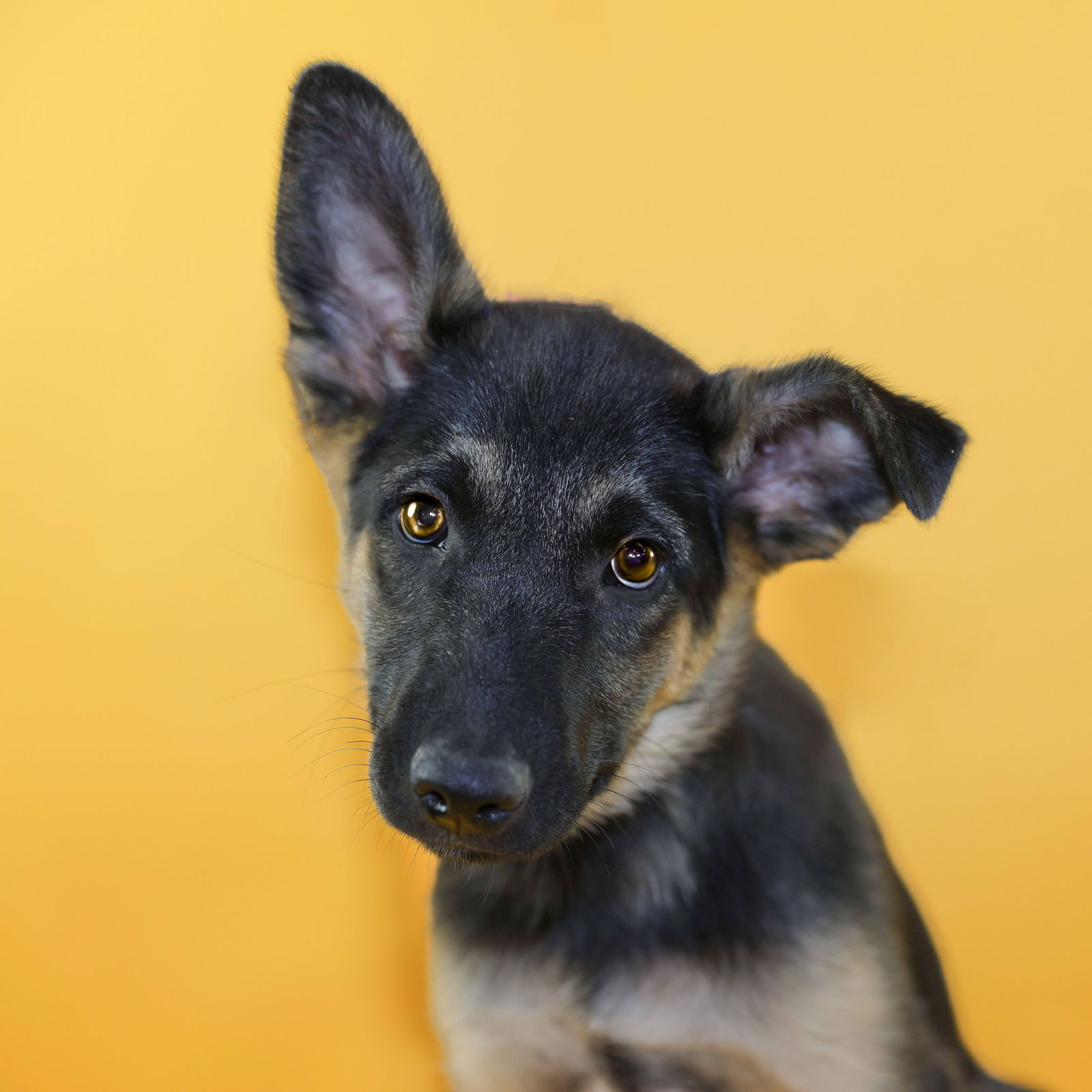 adoptable Dog in Fort Collins, CO named Oak