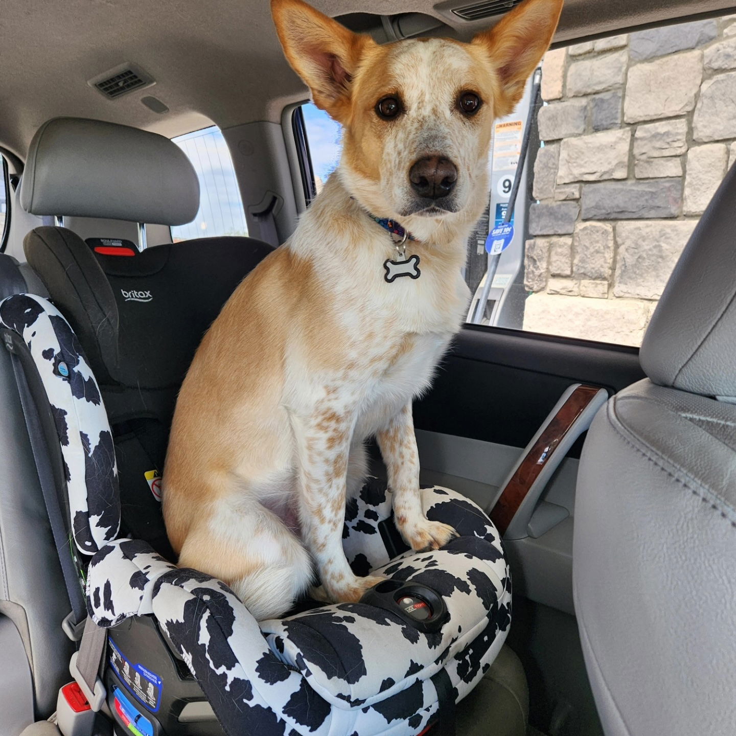 adoptable Dog in Fort Collins, CO named Odie