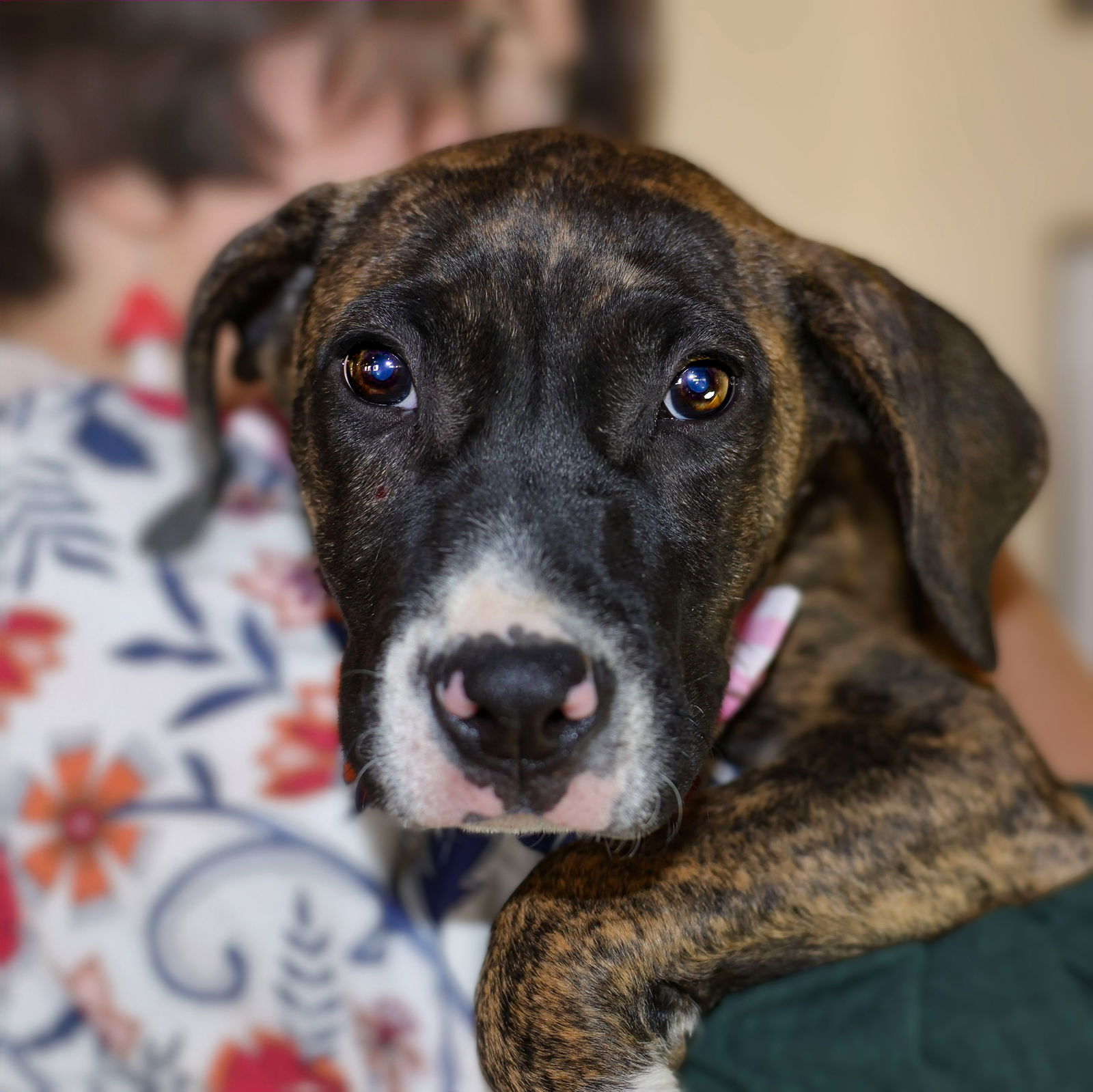 adoptable Dog in Fort Collins, CO named Lucy in the Sky