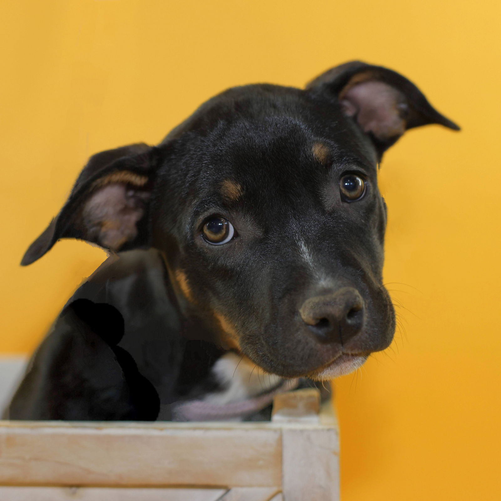 adoptable Dog in Fort Collins, CO named Prudence