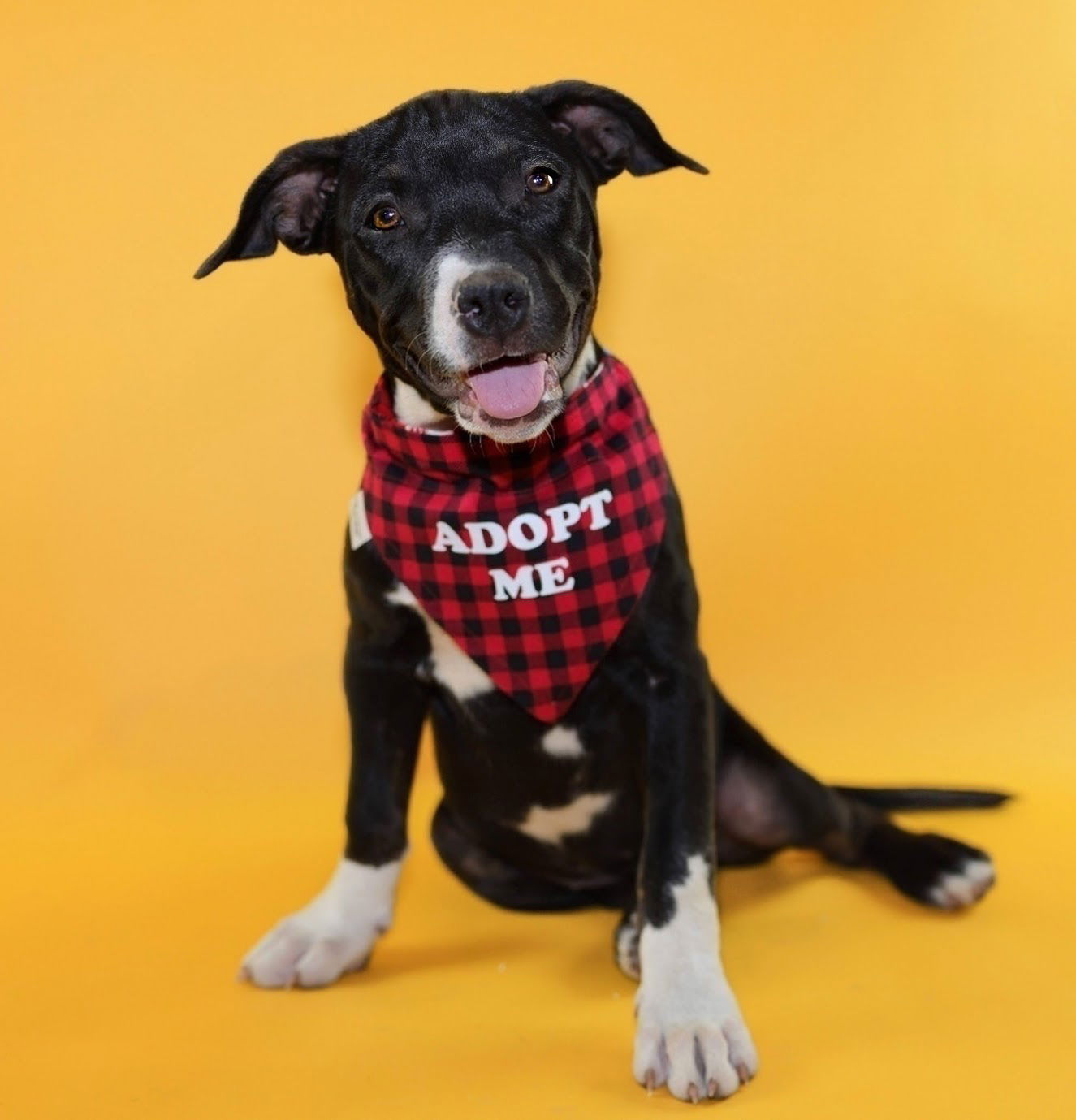 adoptable Dog in Fort Collins, CO named Tangerine