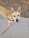 adoptable Dog in Fort Collins, CO named Bailey